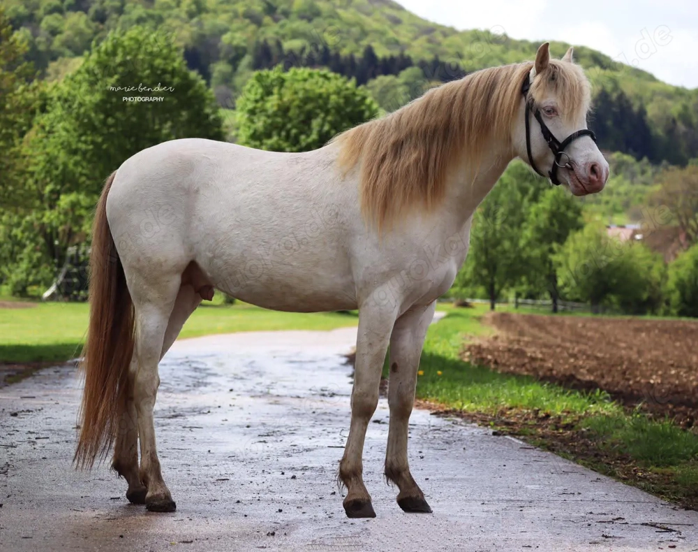 Deckanzeige Welsh B Perlino