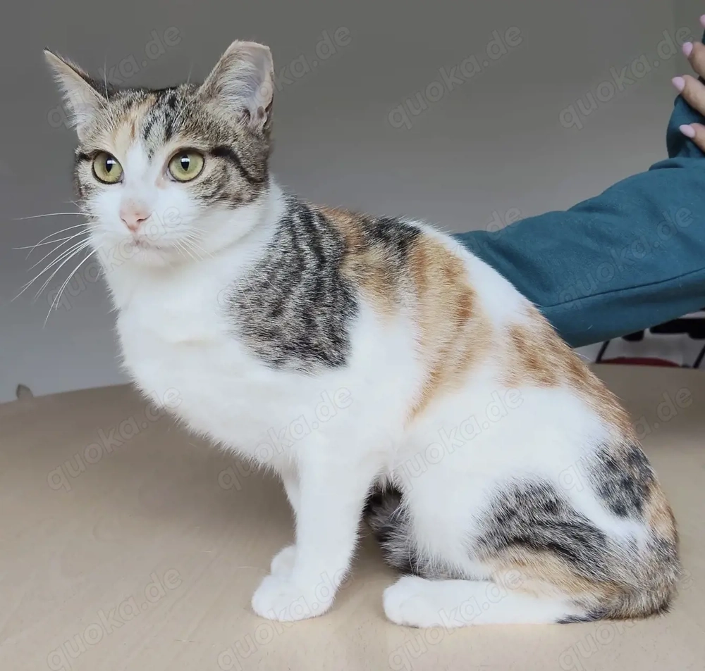 MAGNOLIA- gesellig, verspielt, sozial