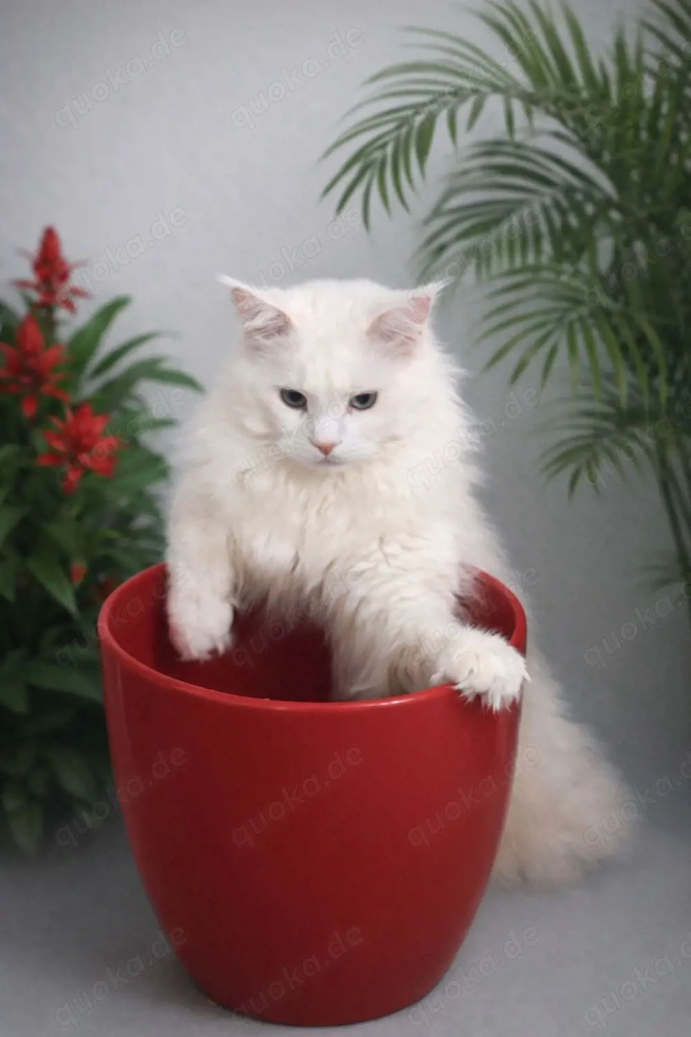 Reinrassiger XXL Maine-Coon-Deckkater