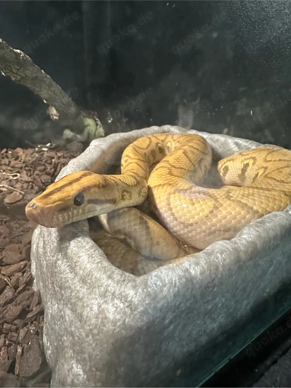 HYPO Rote Regenbogenboa (ca. 120 cm ) NZ 23 Epicrates cenchria Weibchen