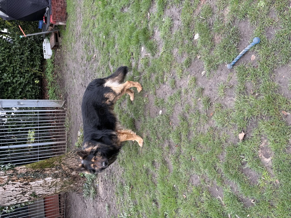 Deckrüde Altdeutscher Schäferhund Stockhaar 