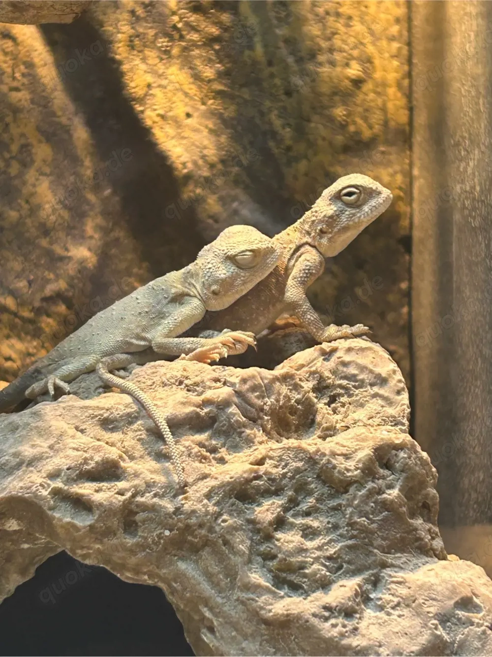 Suche Trapelus pallidus