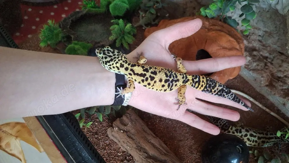 Leopadgeckos abzugeben