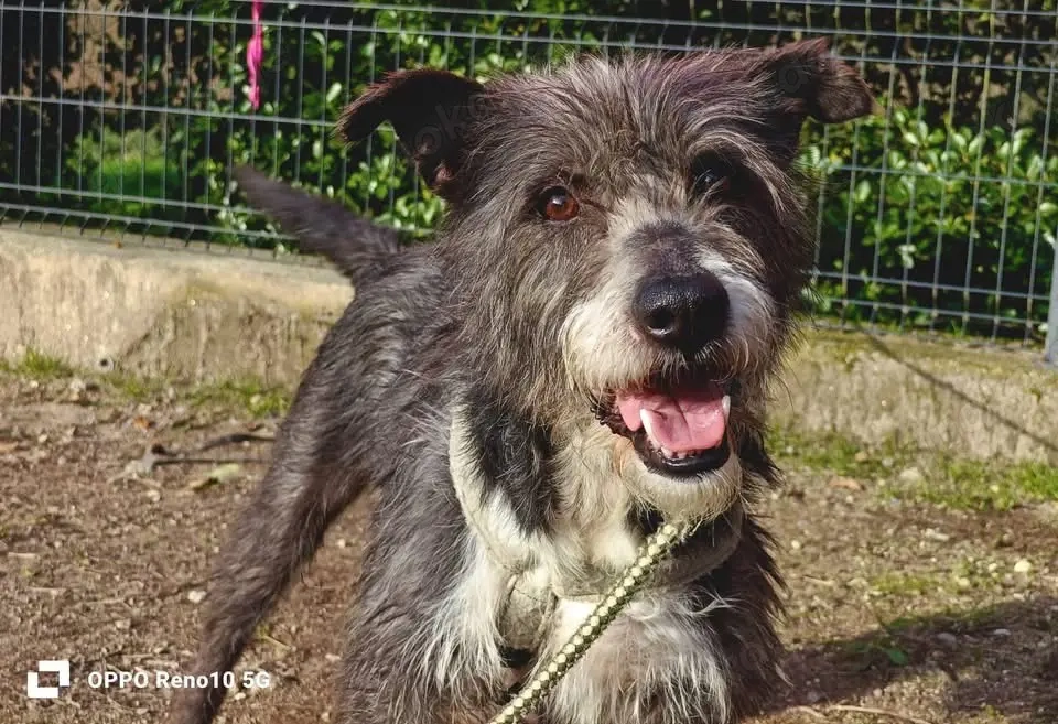 CAMILLO - vom Kettenhund zum Herzenshund?!