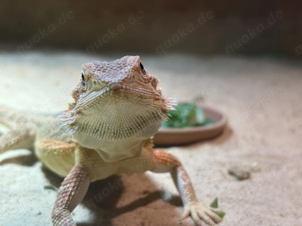 Bartagamen Weibchen mit Terrarium & viel Zubehör