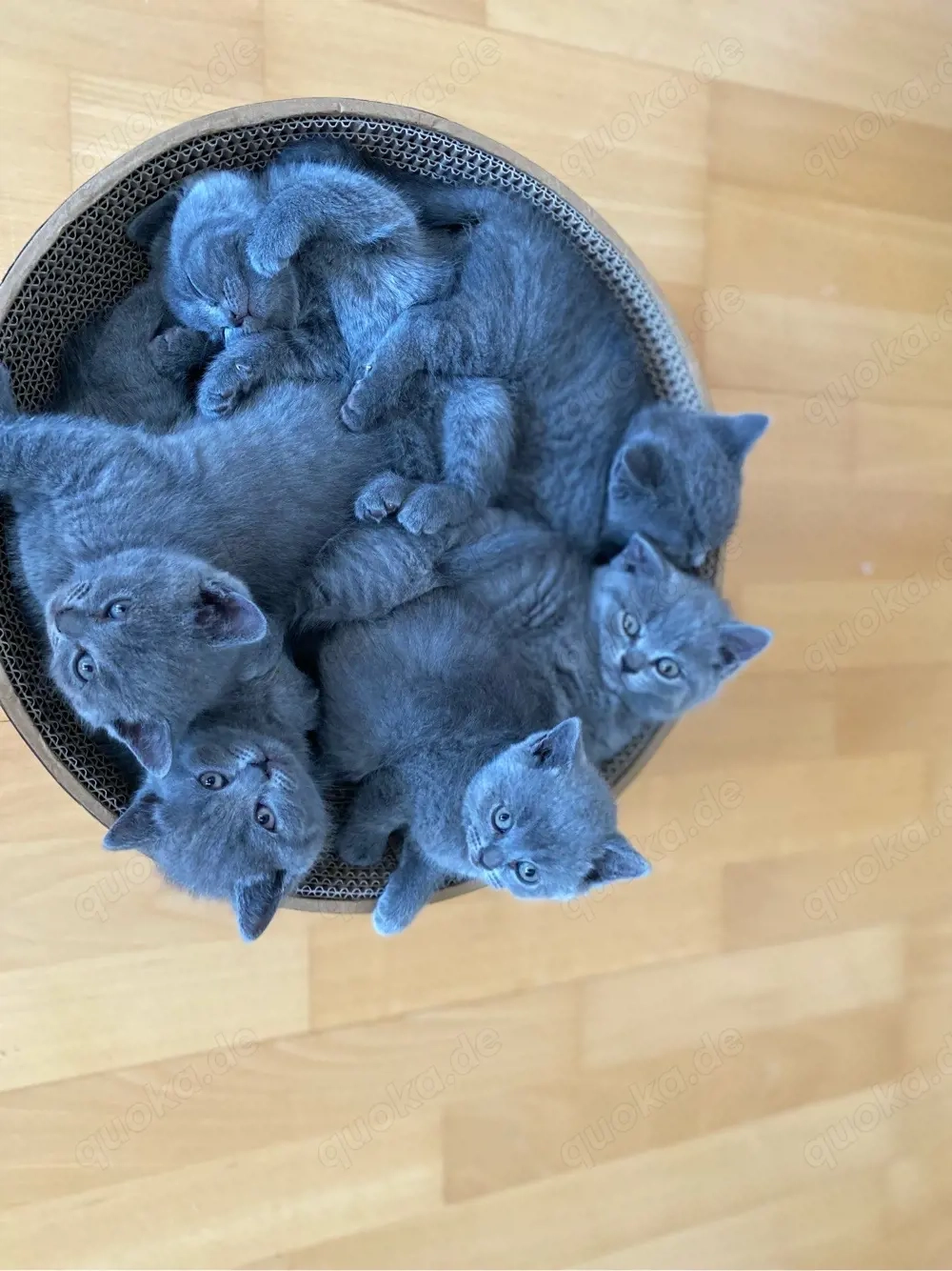 BKH Kitten blue Line