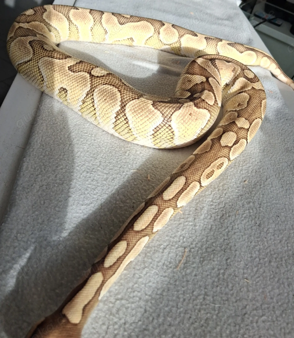 Python regius königspython  0,1