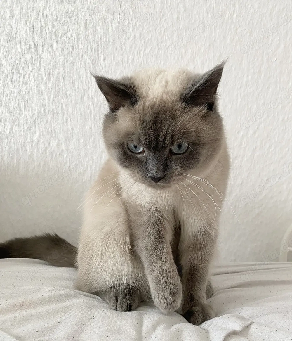 BKH Blue Point Mink DECKKATER Kein Verkauf!!!!!!!!