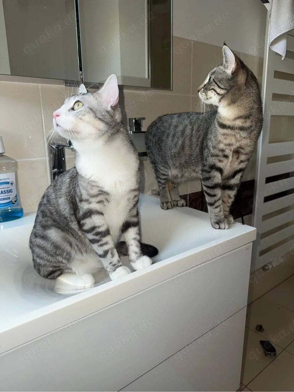 Zwei BKH kater abzugeben 