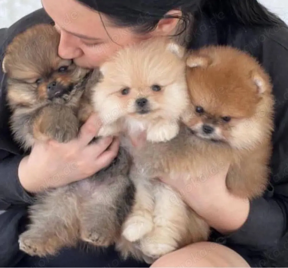 Pomeranian mini Zwergspitz Welpen
