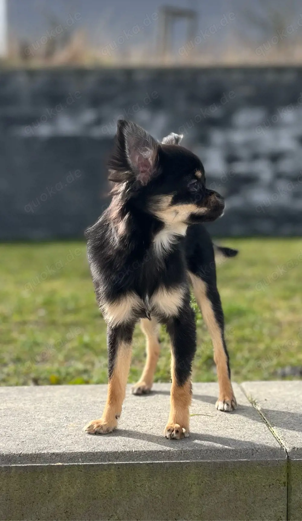 Chihuahua Welpen Junghund 