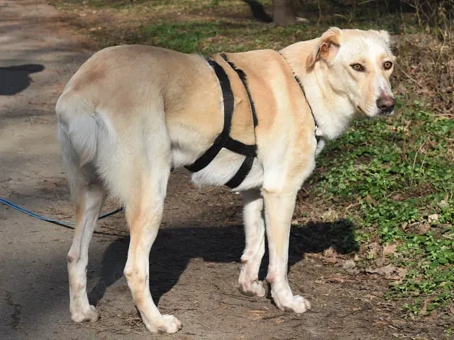 JayJay sucht sein Zuhause