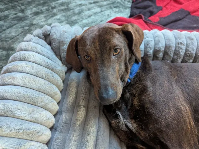 Dante sucht sein Zuhause