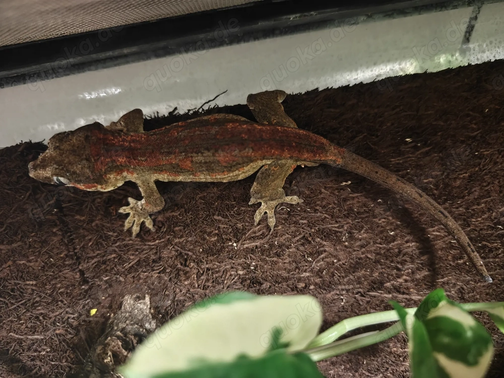 Höckerkopfgecko, Neukaledonischer Gecko, Rhacodactylus auriculatus, 5 Jahre, deutsche Nachzucht