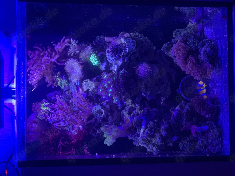 Meerwasser Aquarium komplett 