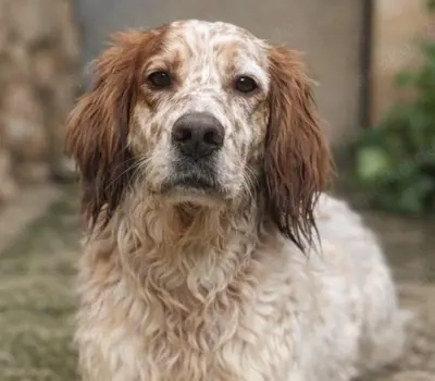 Trui,EnglishSetter - ist ebenso freundlich wie sein Bruder TRO,verträglich und auch etwas unsicher.