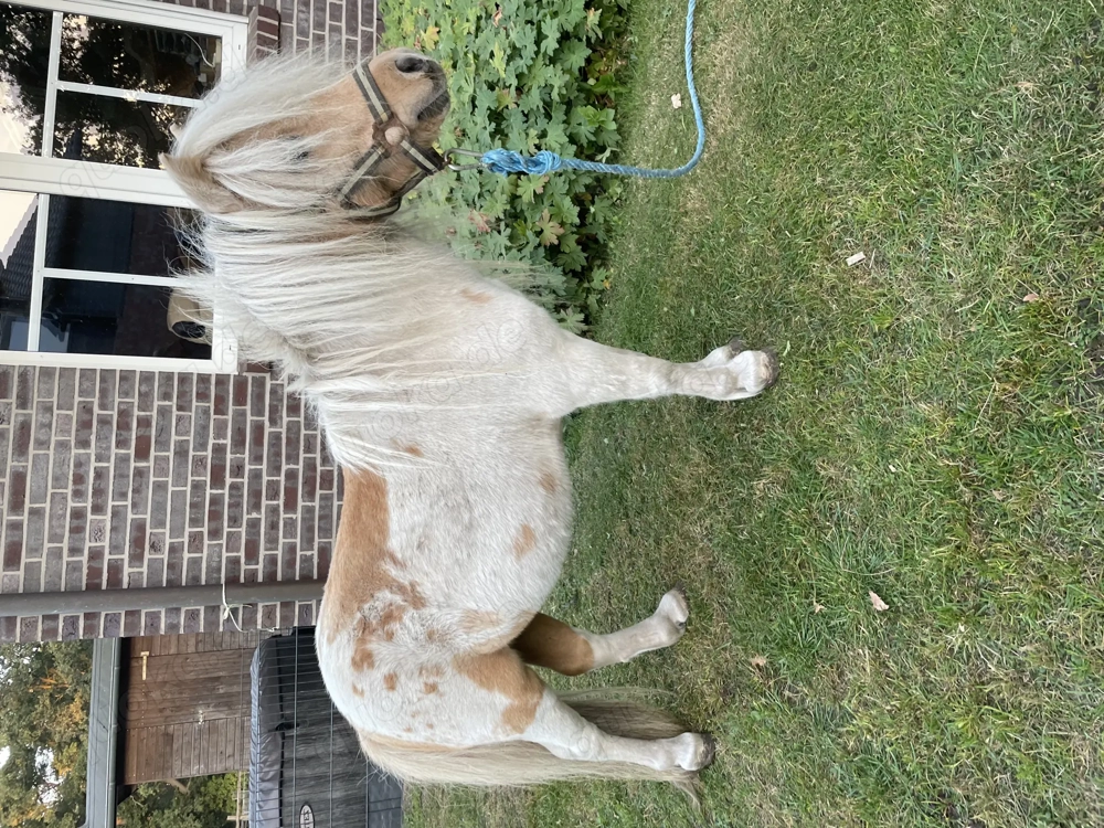 Minishetty Shetty Mini Pony Stute und Hengst