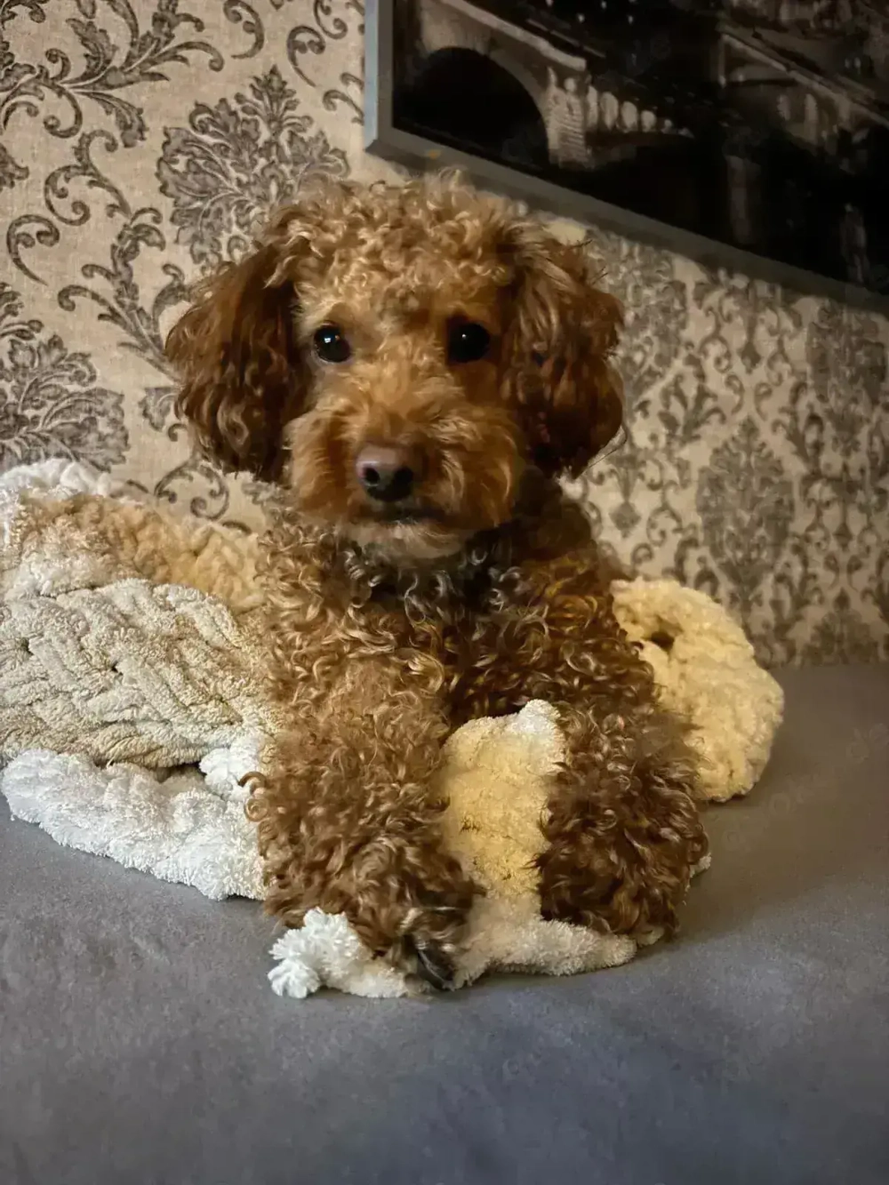 Zwergpudel (Deckrüde)