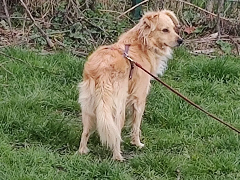 Charly. Kleiner Bursche sucht Zuhause