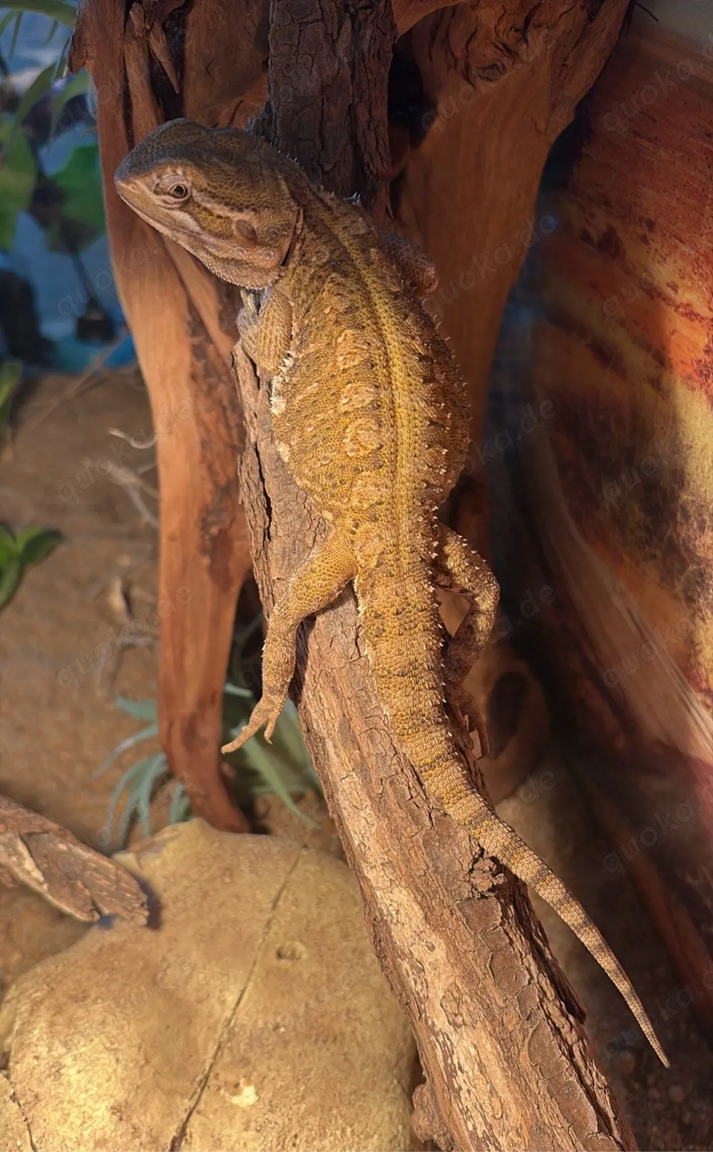    Private Reptilienaufnahme mit Herz   
