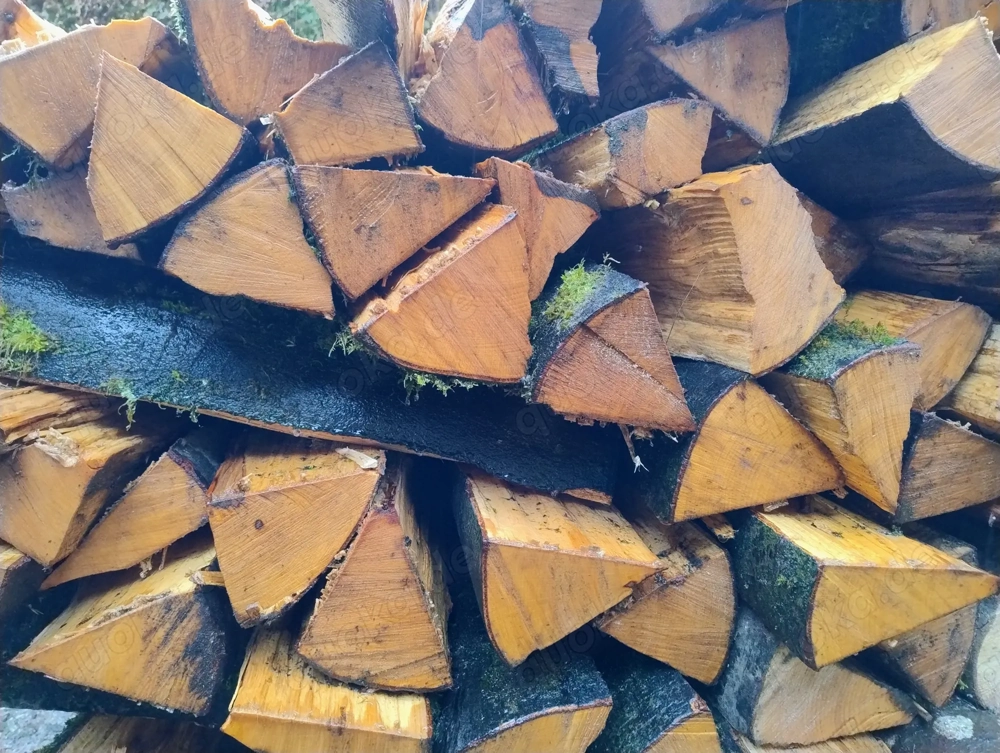 Brennholz frisch Buche Esche Fichte