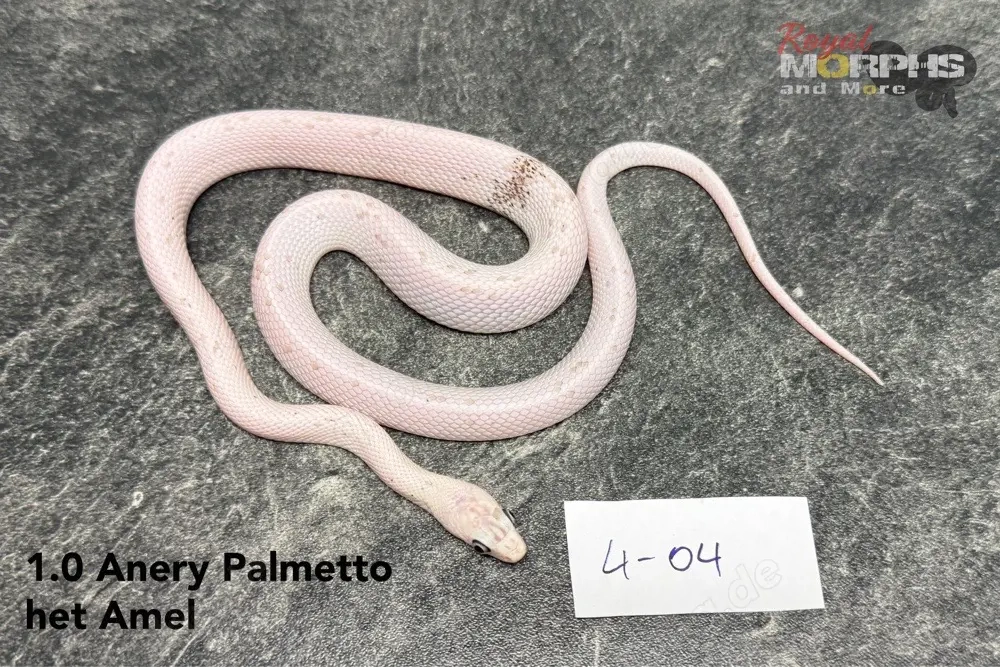 Kornnattern NZ 2025 - Anery Palmetto, Red Factor Mimosa Ghost