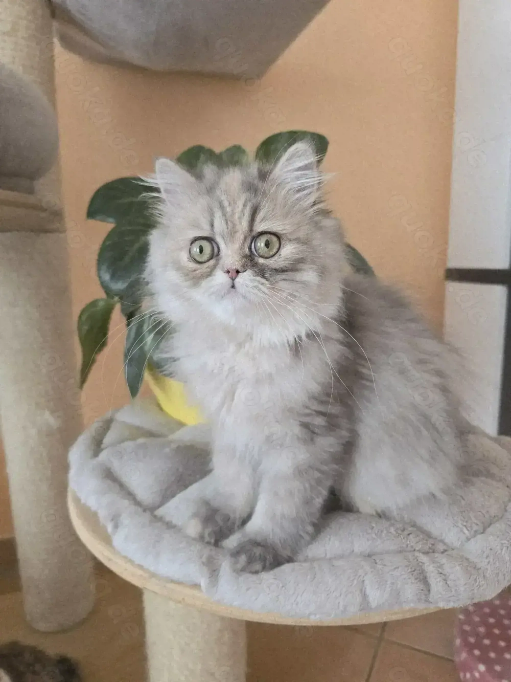 ein zuckersüßes Persermädchen sucht....  