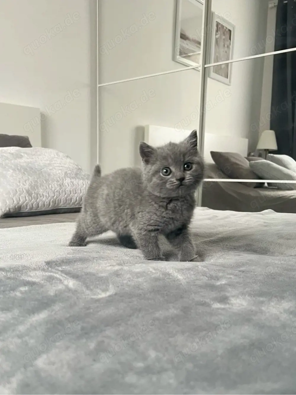 suche bkh kitten
