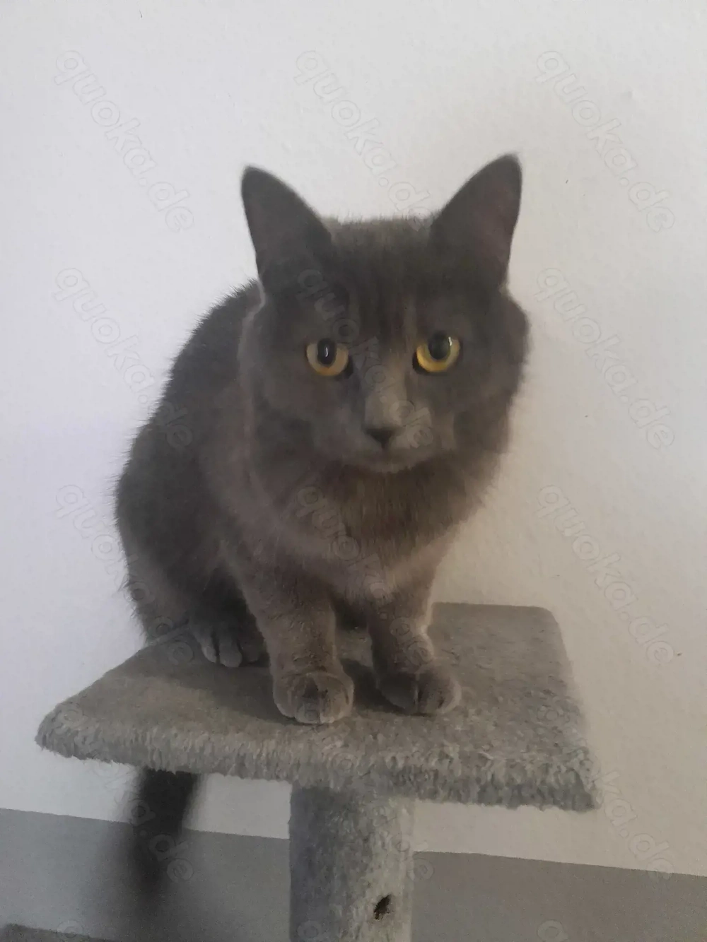 Britische Kurzhaar Katze 