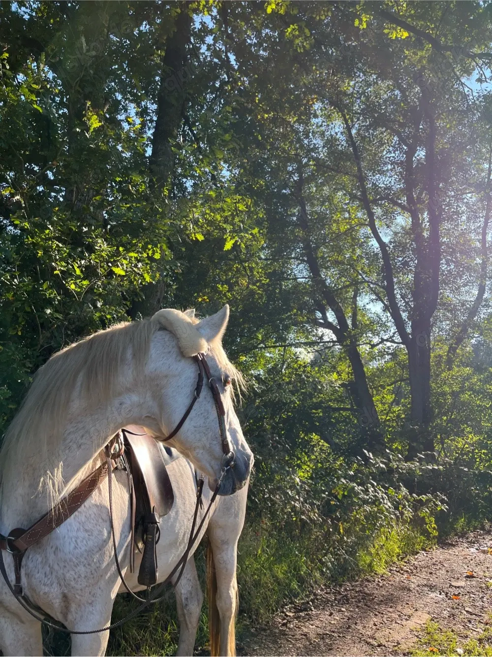 Liebe Stute sucht ein zuhause