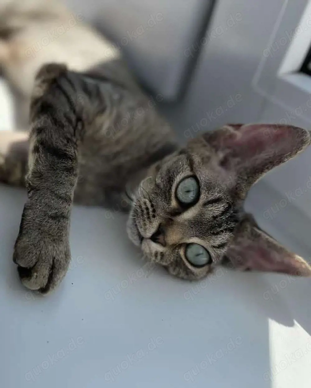 Devon Rex-Kätzchen (männlich und weiblich)