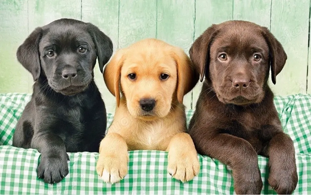 Labrador Retriever welpen