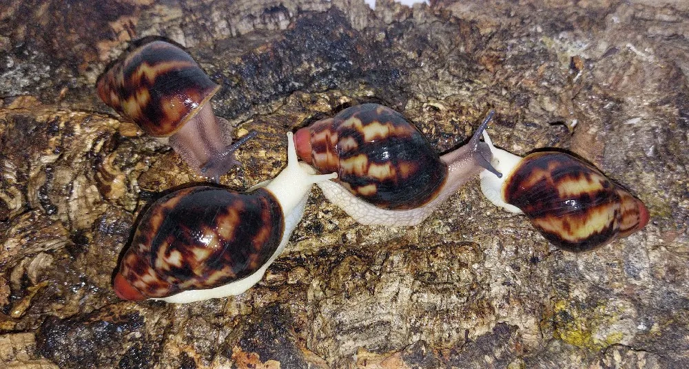 Archachatina marginata Egregia, Achatschnecken
