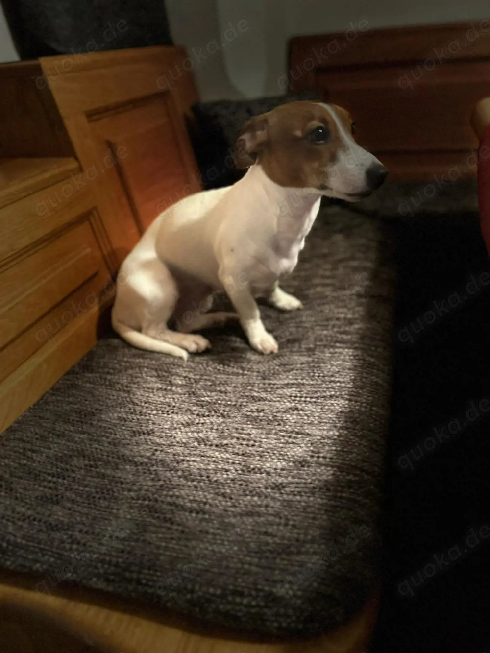 Jack Russel 3 Jahre alt 