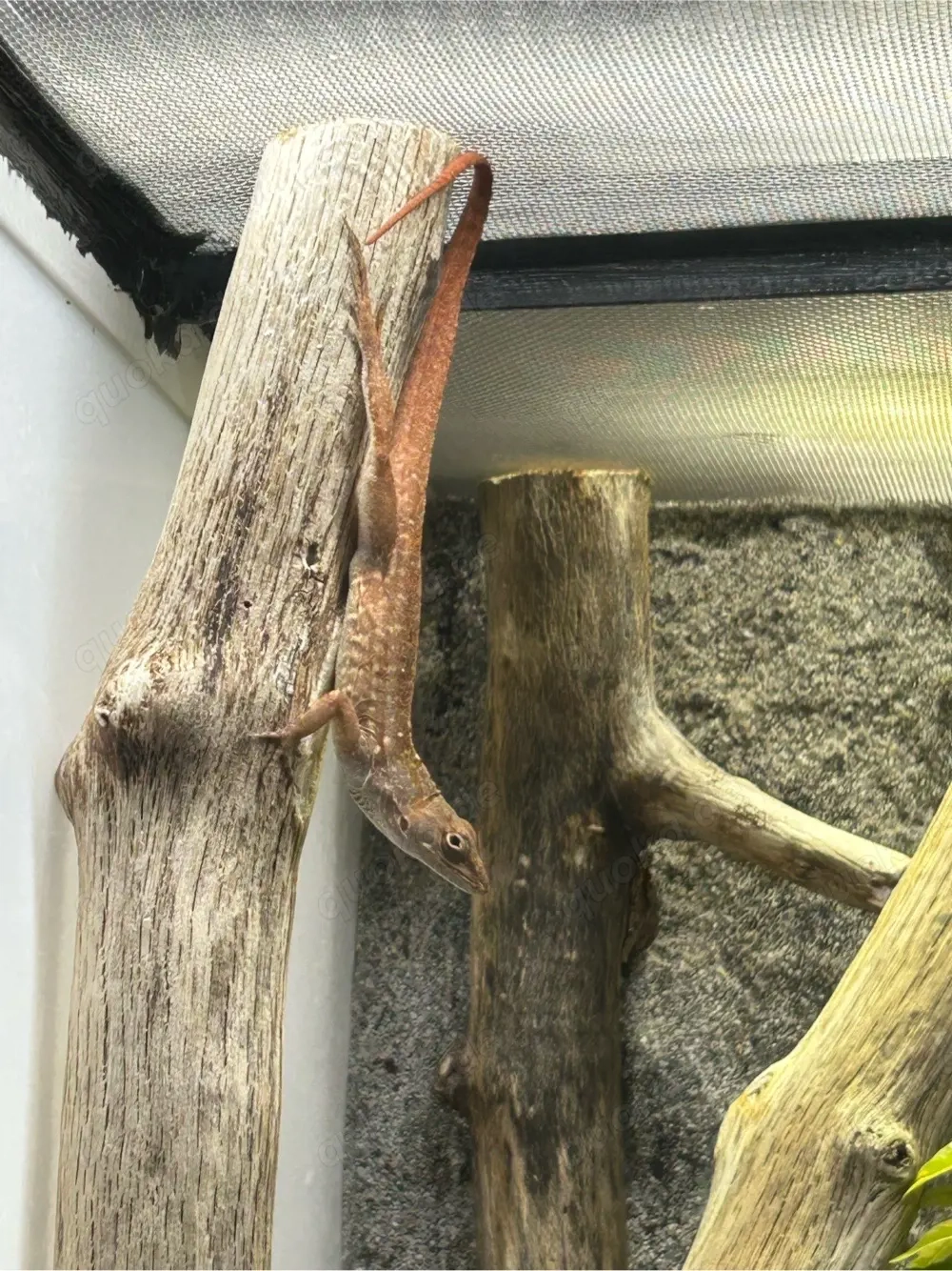 Anolis Sagrei 1.0