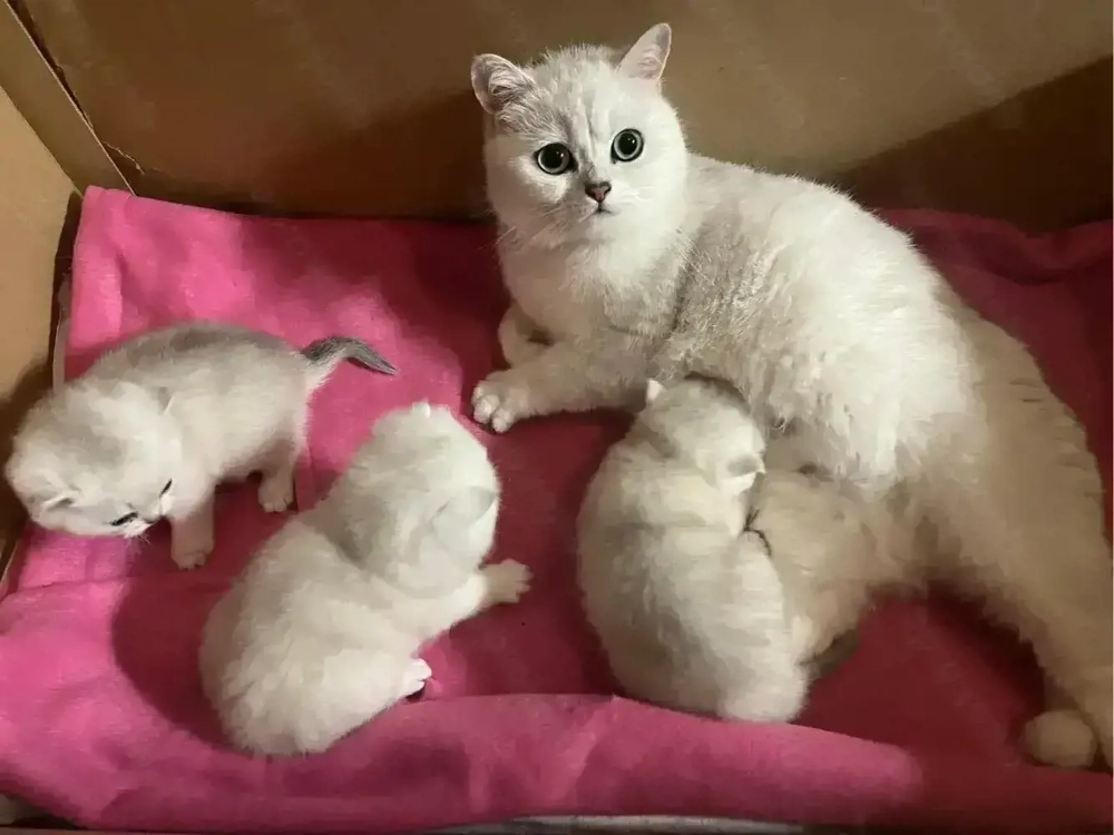  BKH Kitten mit Stammbaum!