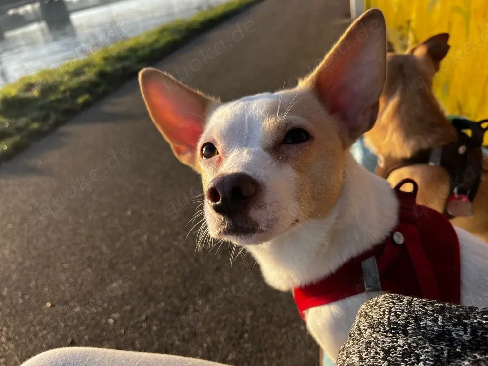 Auf der Suche nach einem Kleinen Hund bis 40 cm 