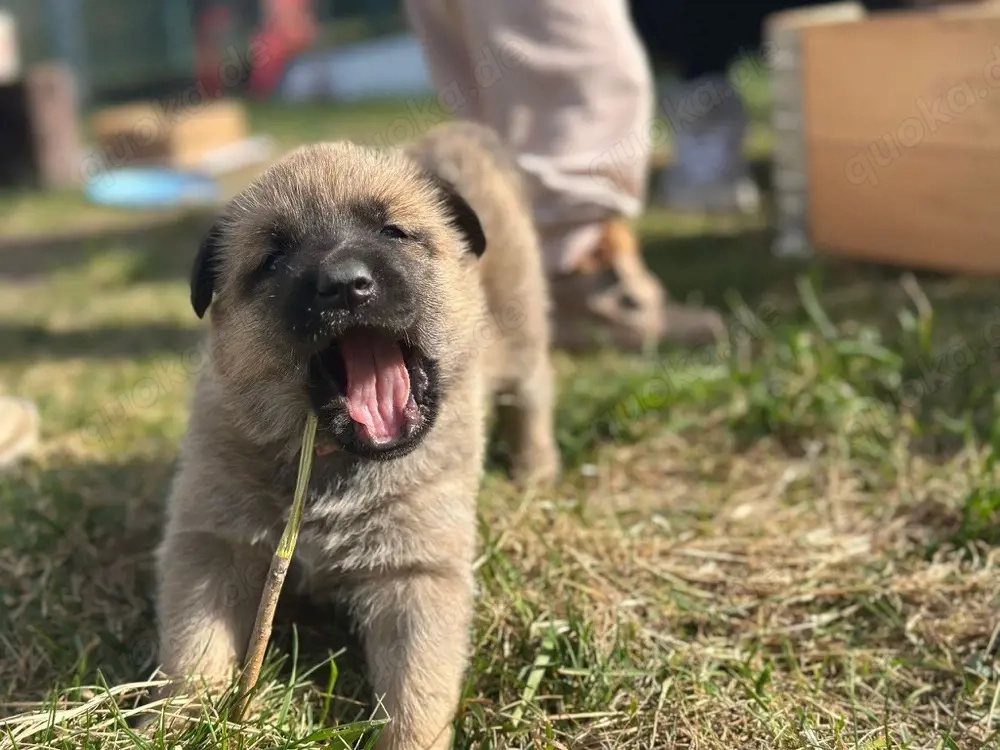 Malinois X herder