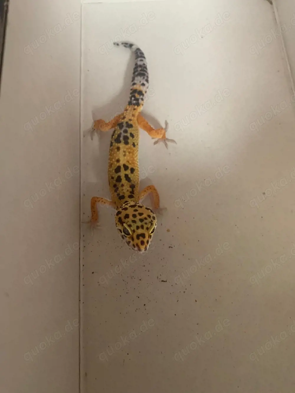 Leopardgekos zu verkaufen 