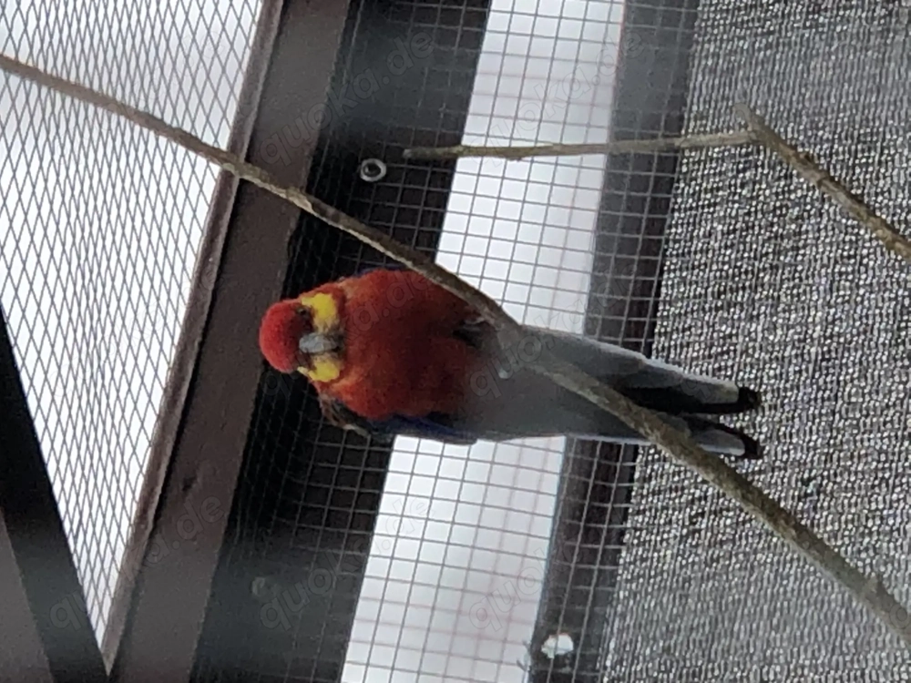 Stanleysittiche abzugeben. 