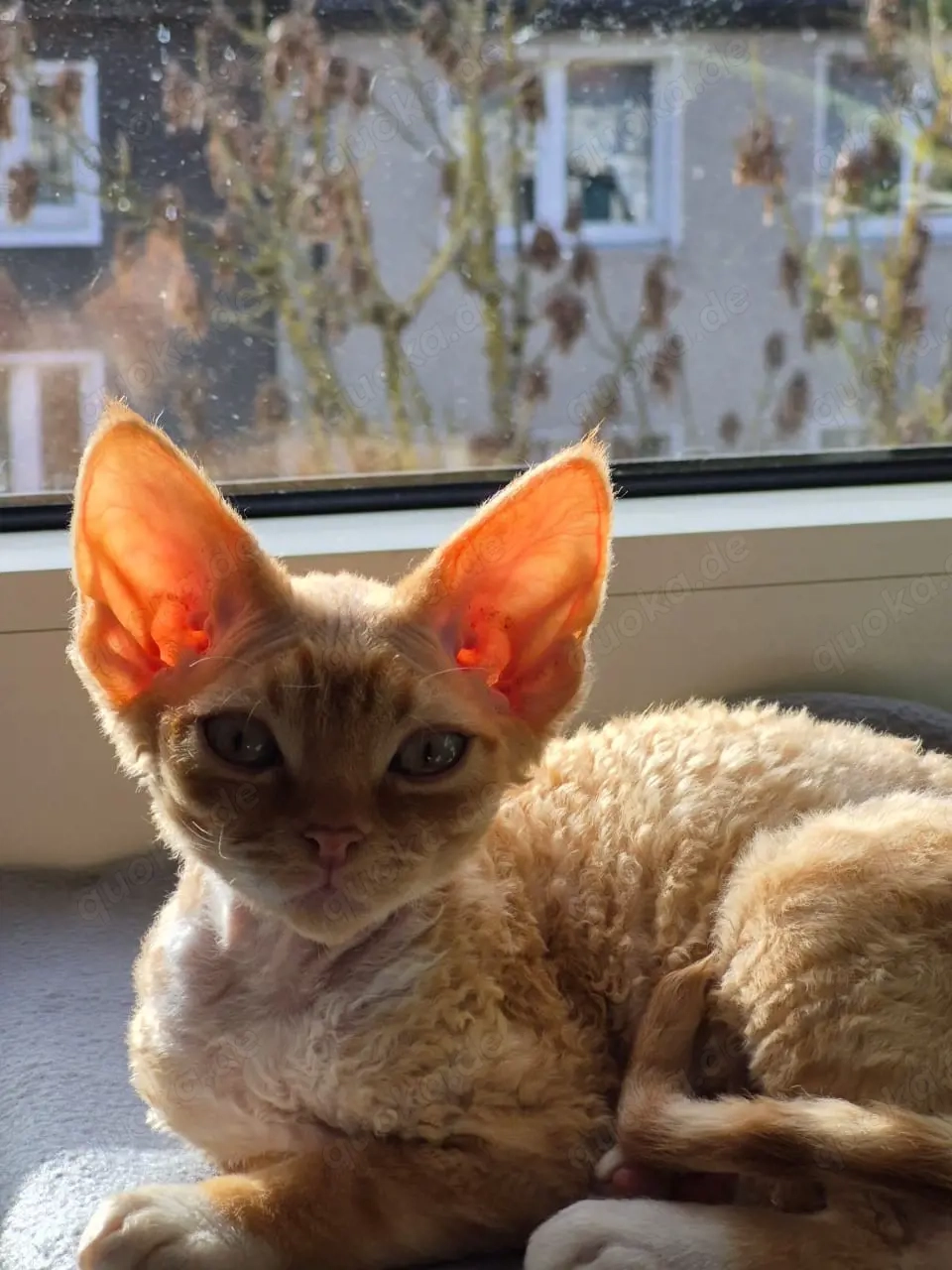 Devon Rex 