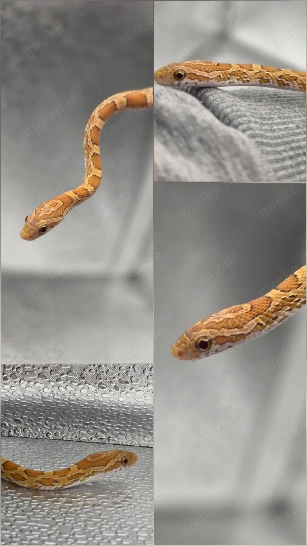 1.1 Ultramel het Terrazzo, Caramel