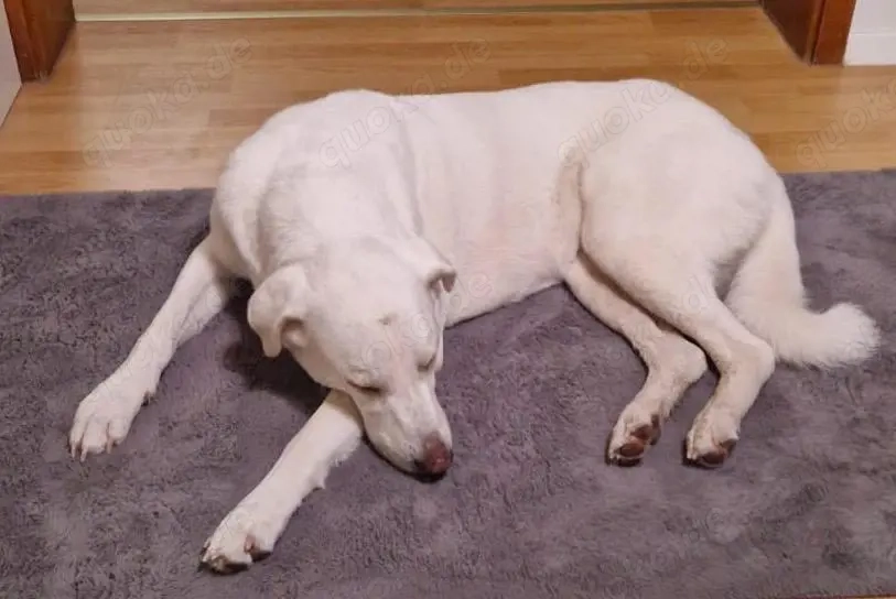 Blanca   liebevolle Kuvasz-Mix-Hündin sucht ihr Für-immer-Zuhause