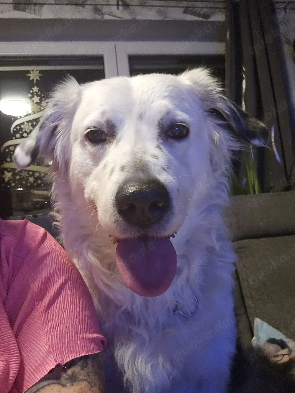 Border Colly Hündin 