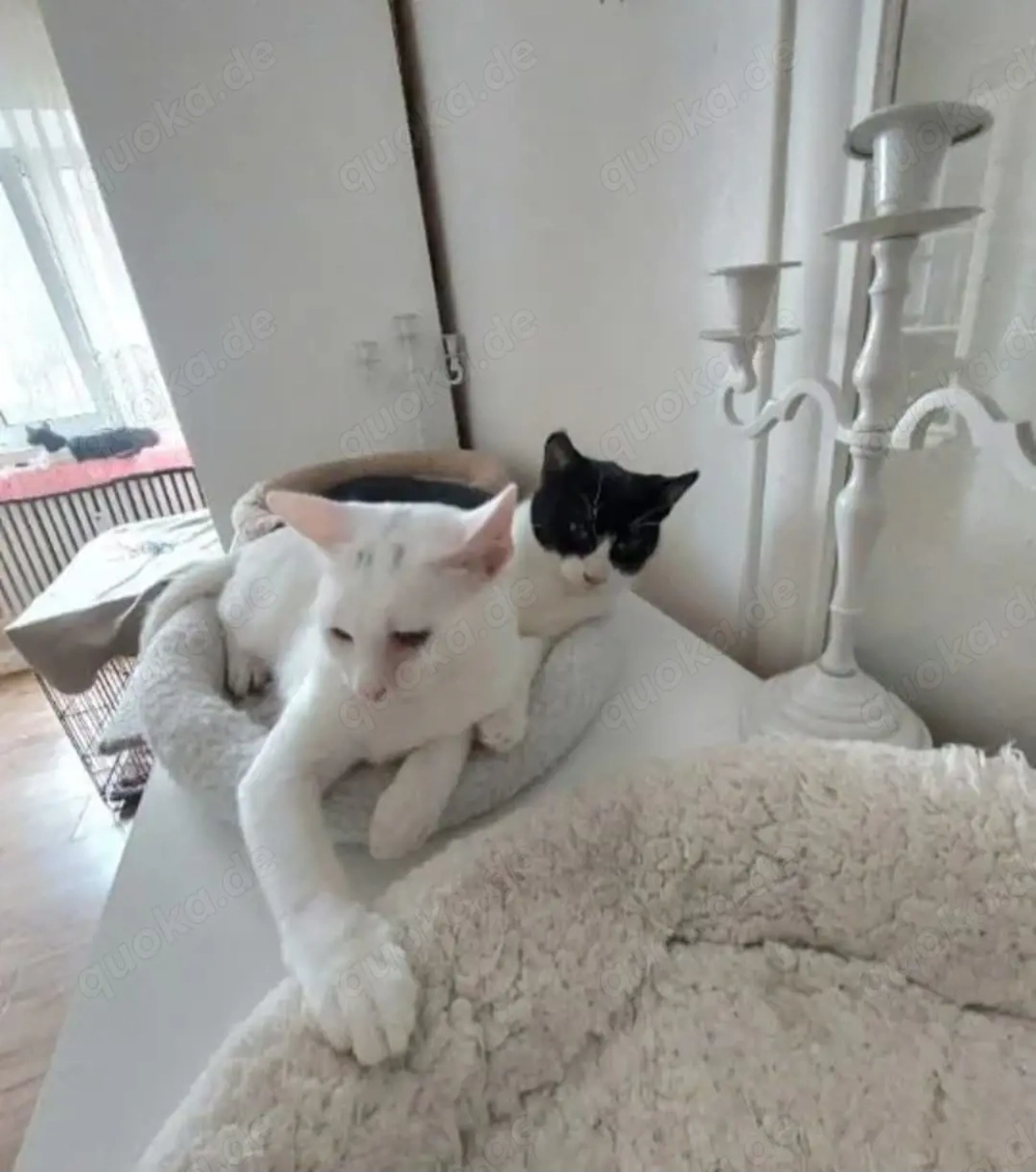 Jonas & Pipp Verspieltes Schmuseteam sucht verkuschelte Familie