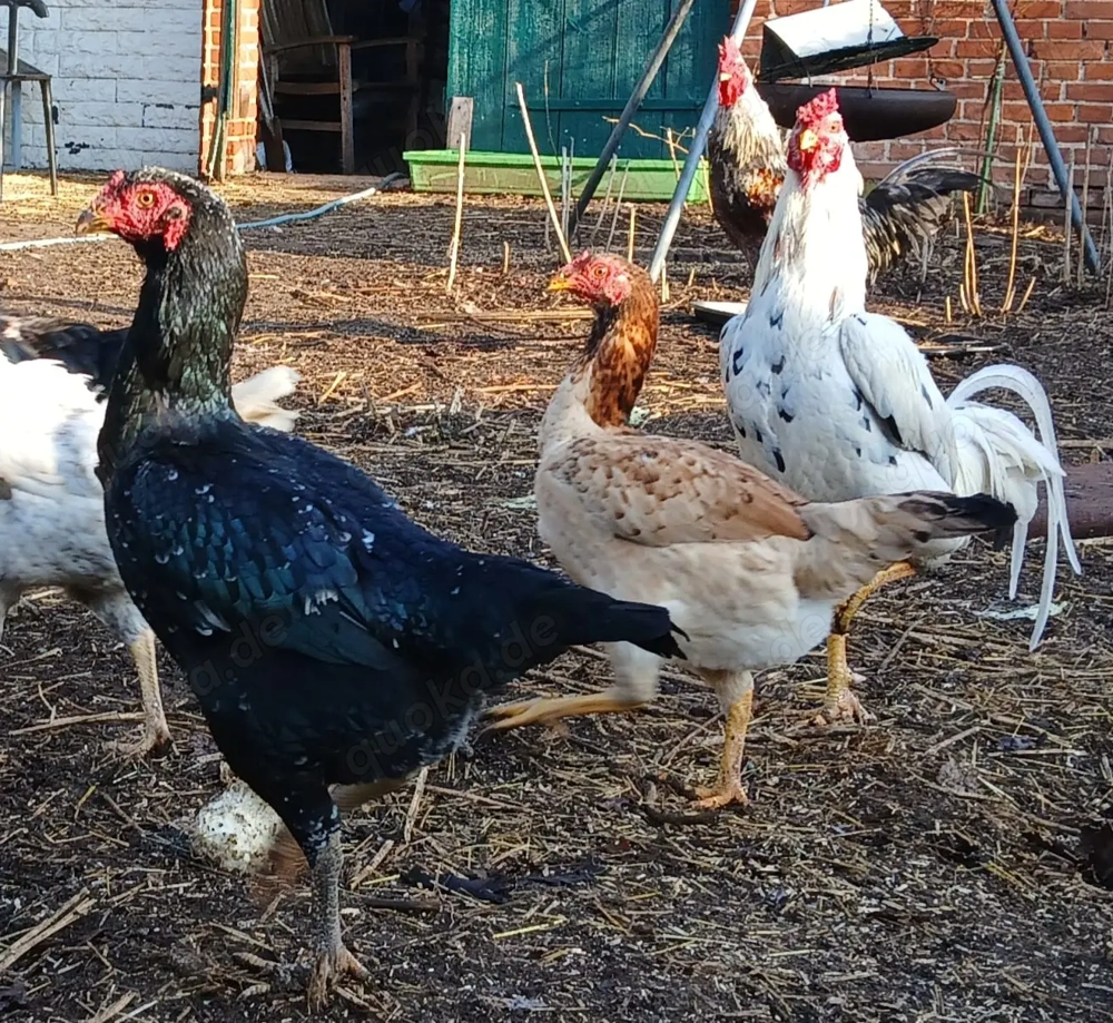 Bunte Importhühner aus Asien.