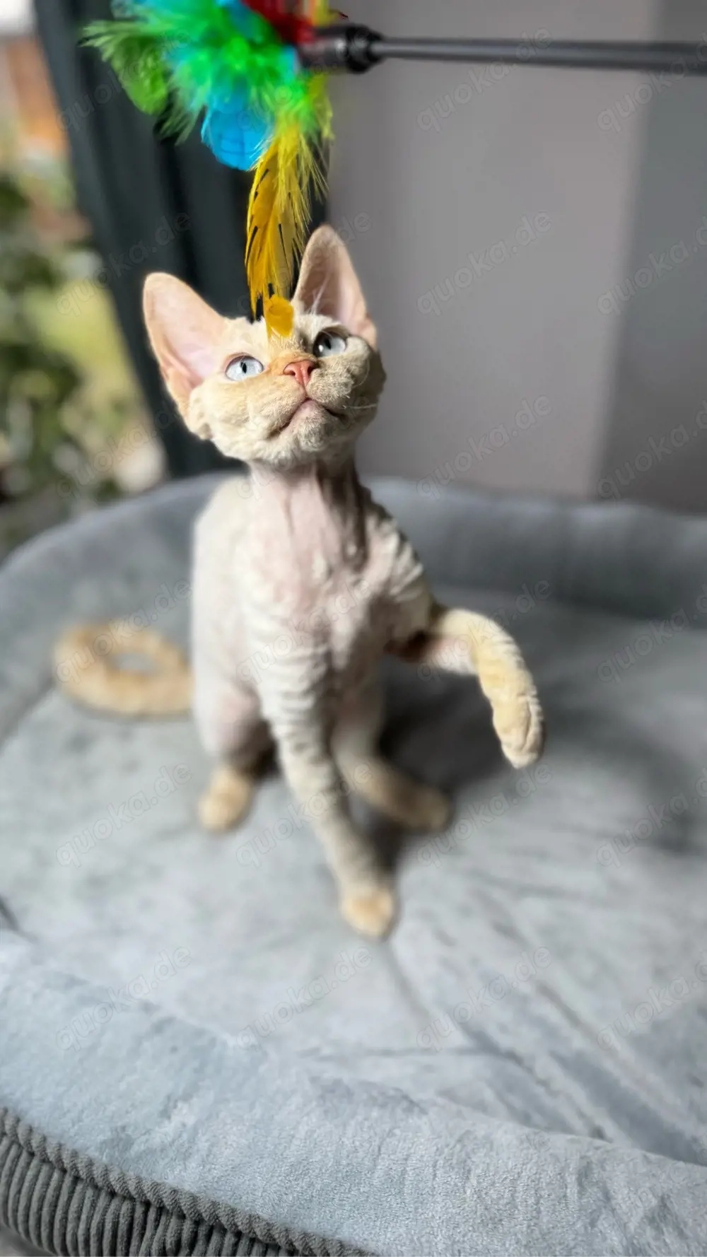 Devon Rex, WCF of OxHild.