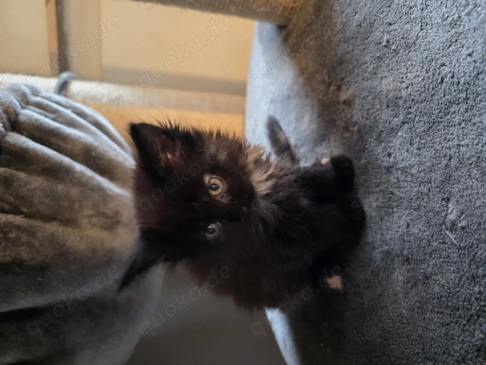 1 kitten sucht ein schönes Zuhause