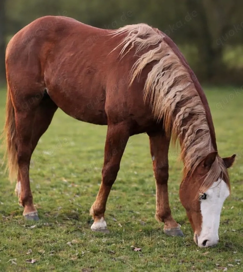 Quarter Horse Wallach 