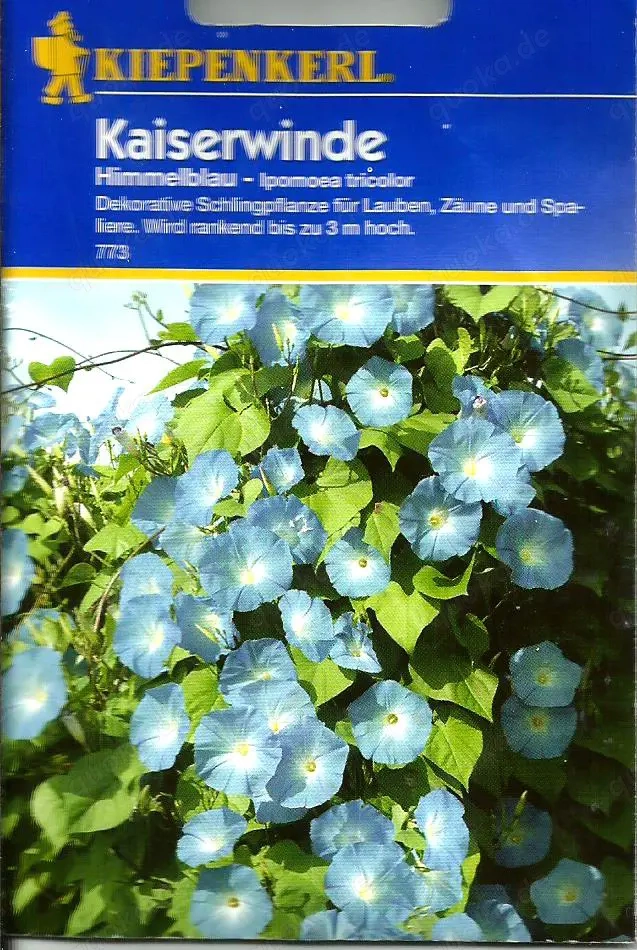 Jetzt ist Pflanzzeit !  Blaue Kaiserwinde-Samen aus Nachzucht zu verschenken !